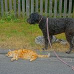 Wicky-Emily mit ihren beiden Katern (Wicky-Emily con sus dos gatos)