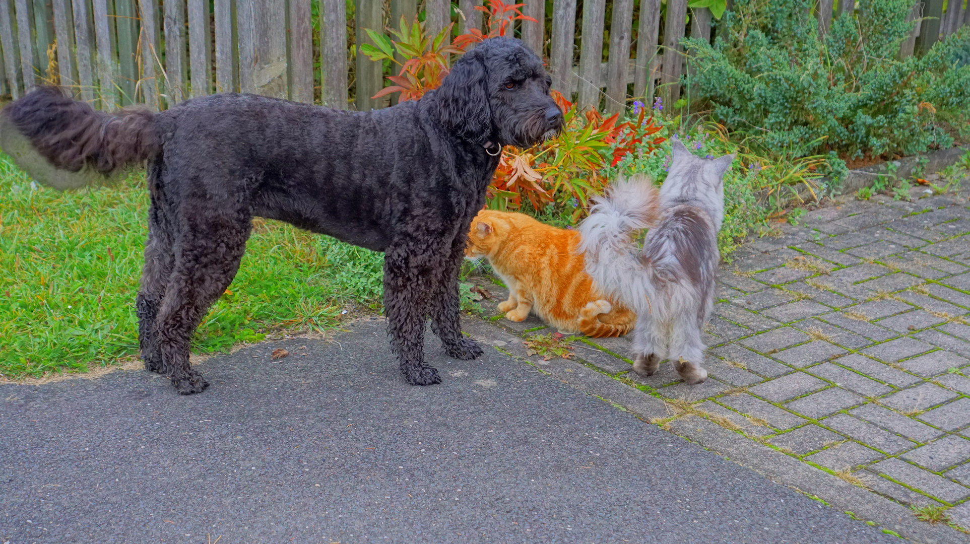 Wicky-Emily mit ihren beiden Katern (Wicky-Emily con sus dos gatos)