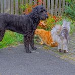 Wicky-Emily mit ihren beiden Katern (Wicky-Emily con sus dos gatos)