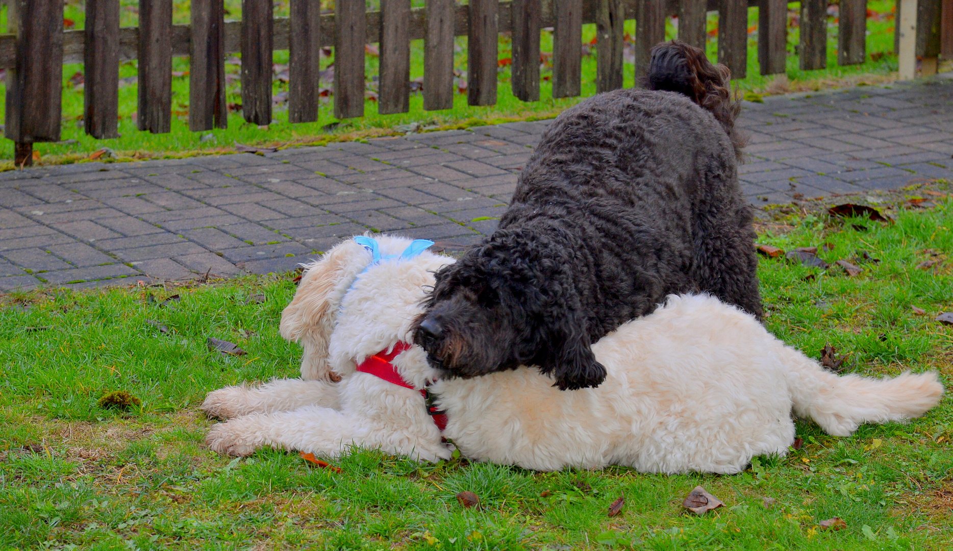 Wicky-Emily mit ihrer Freundin Ella (Wicky-Emily con su amiga Ella)