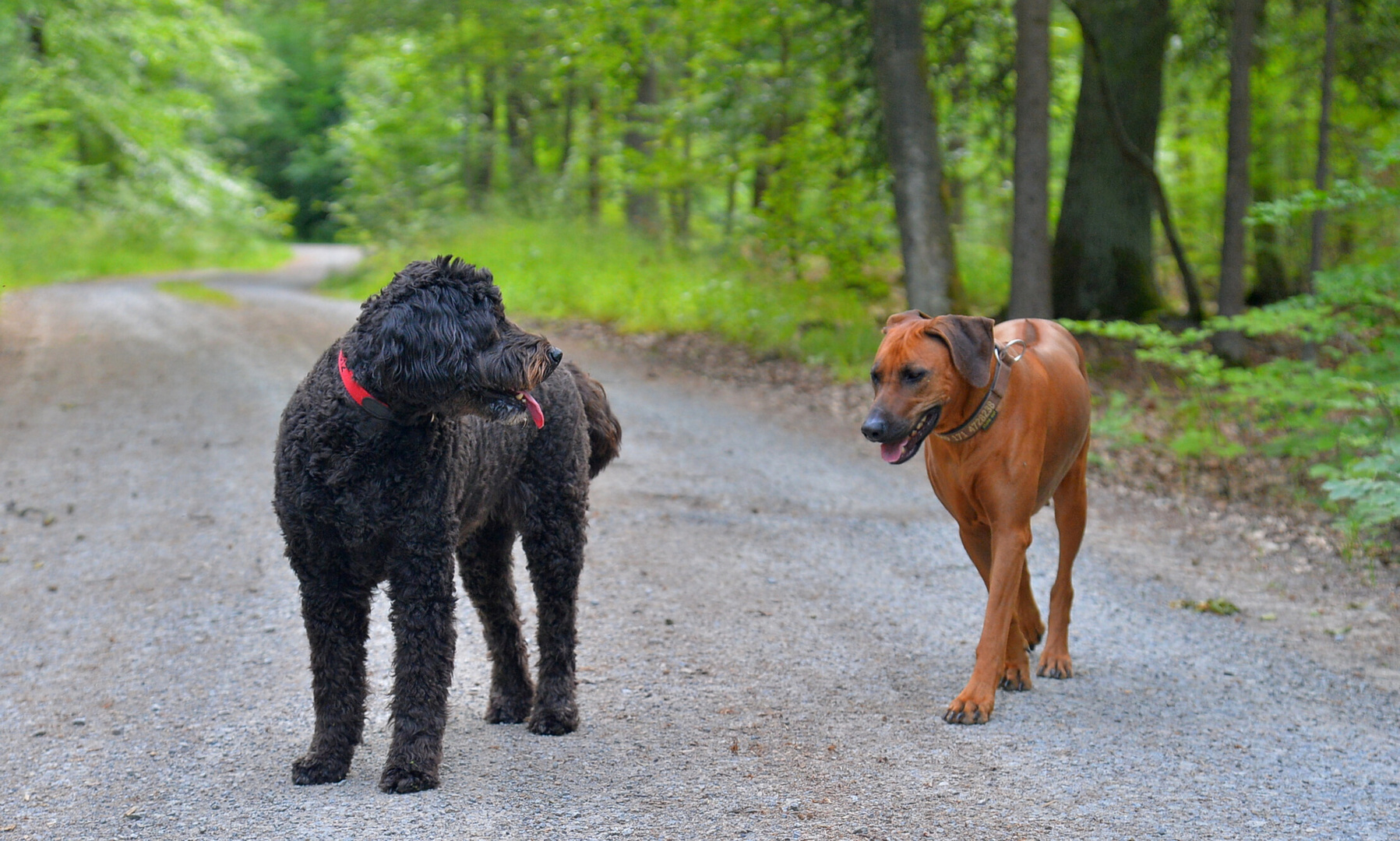 Wicky-Emily mit ihrer Freundin Nala (Wicky-Emily con su amiga Nala)