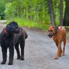 Wicky-Emily mit ihrer Freundin Nala (Wicky-Emily con su amiga Nala)