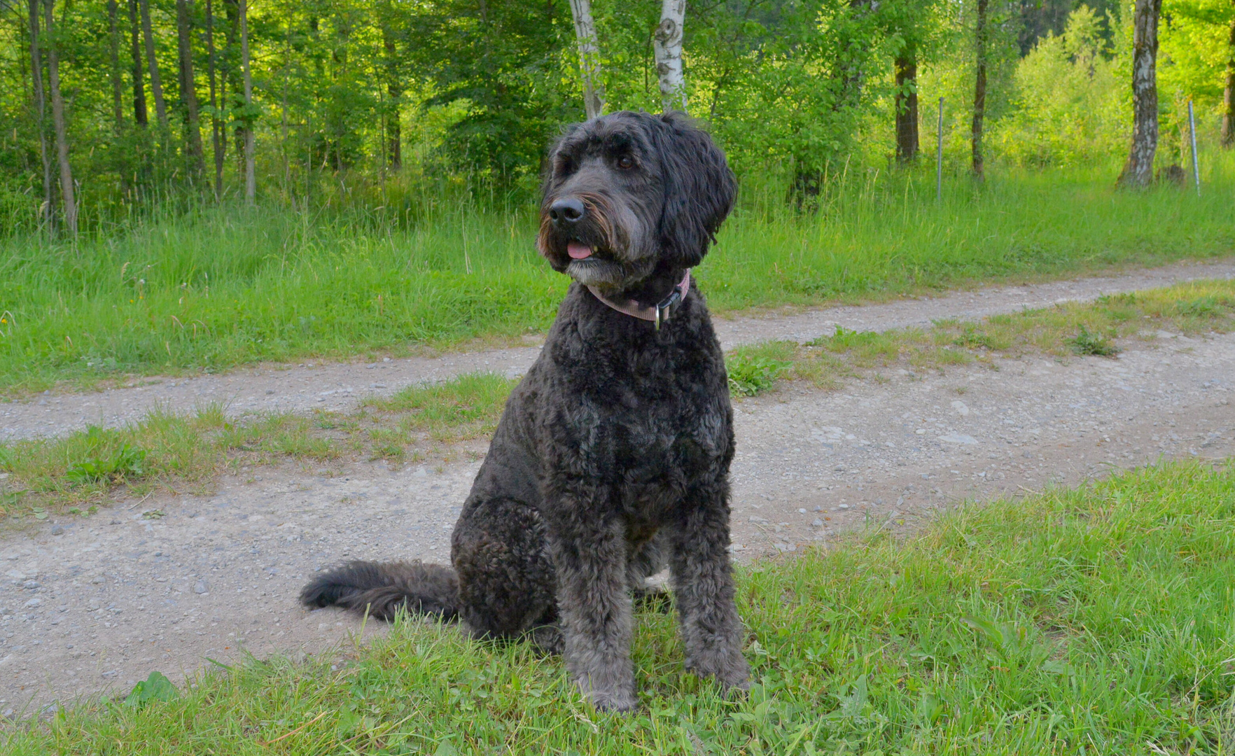 Wicky-Emily nach dem Friseur (Wicky-Emily después de ir al peluquero)