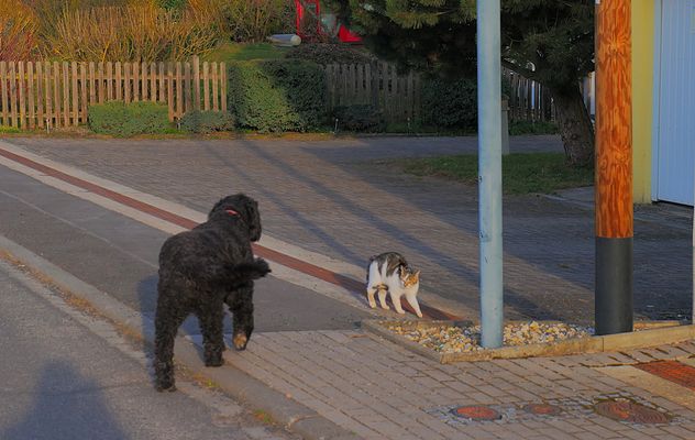 Wicky-Emily und Alexa beim Morgenspaziergang