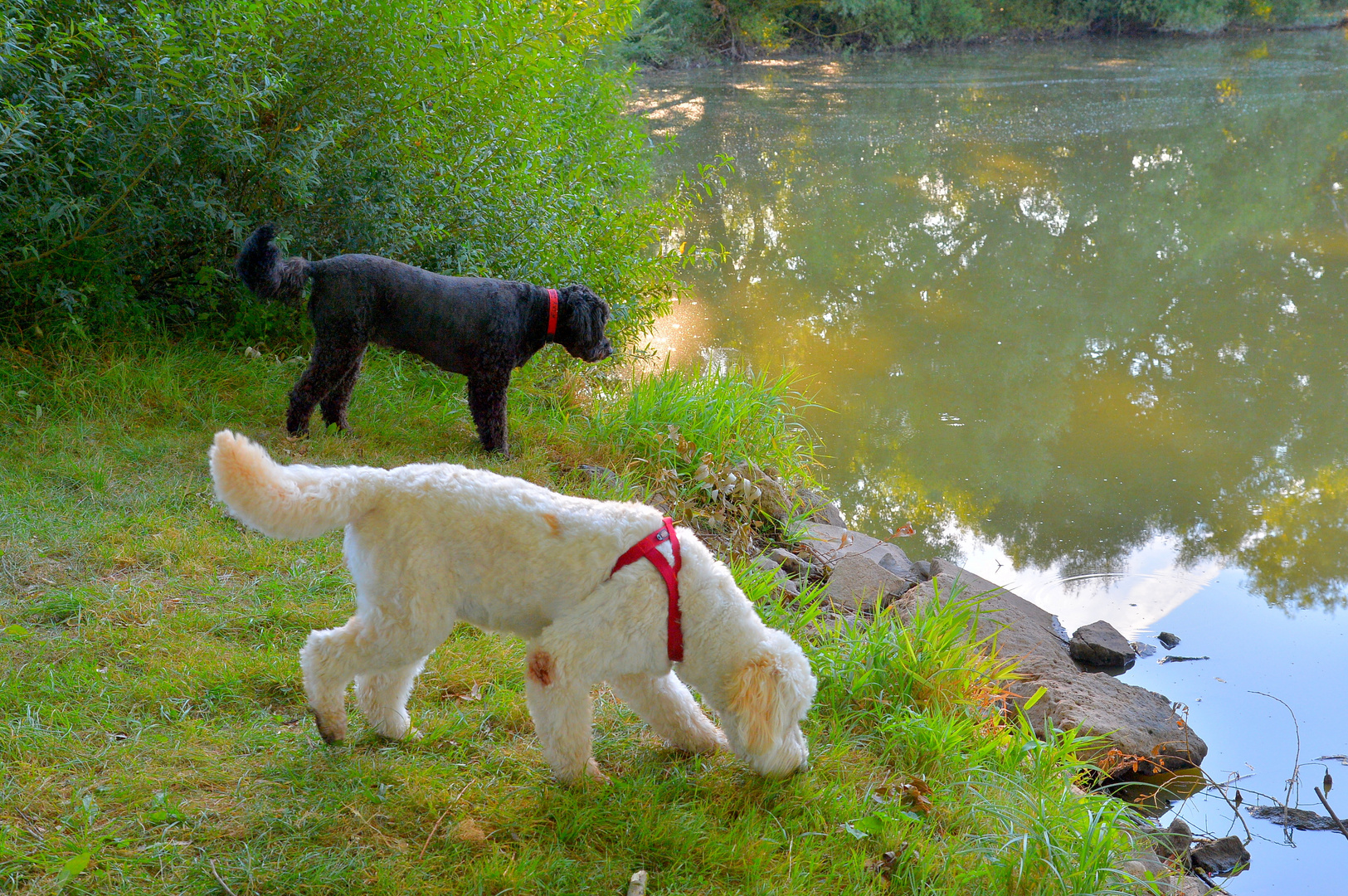 Wicky-Emily und Ella am See (Wicky-Emily y Ella en el lago)