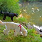 Wicky-Emily und Ella am See (Wicky-Emily y Ella en el lago)