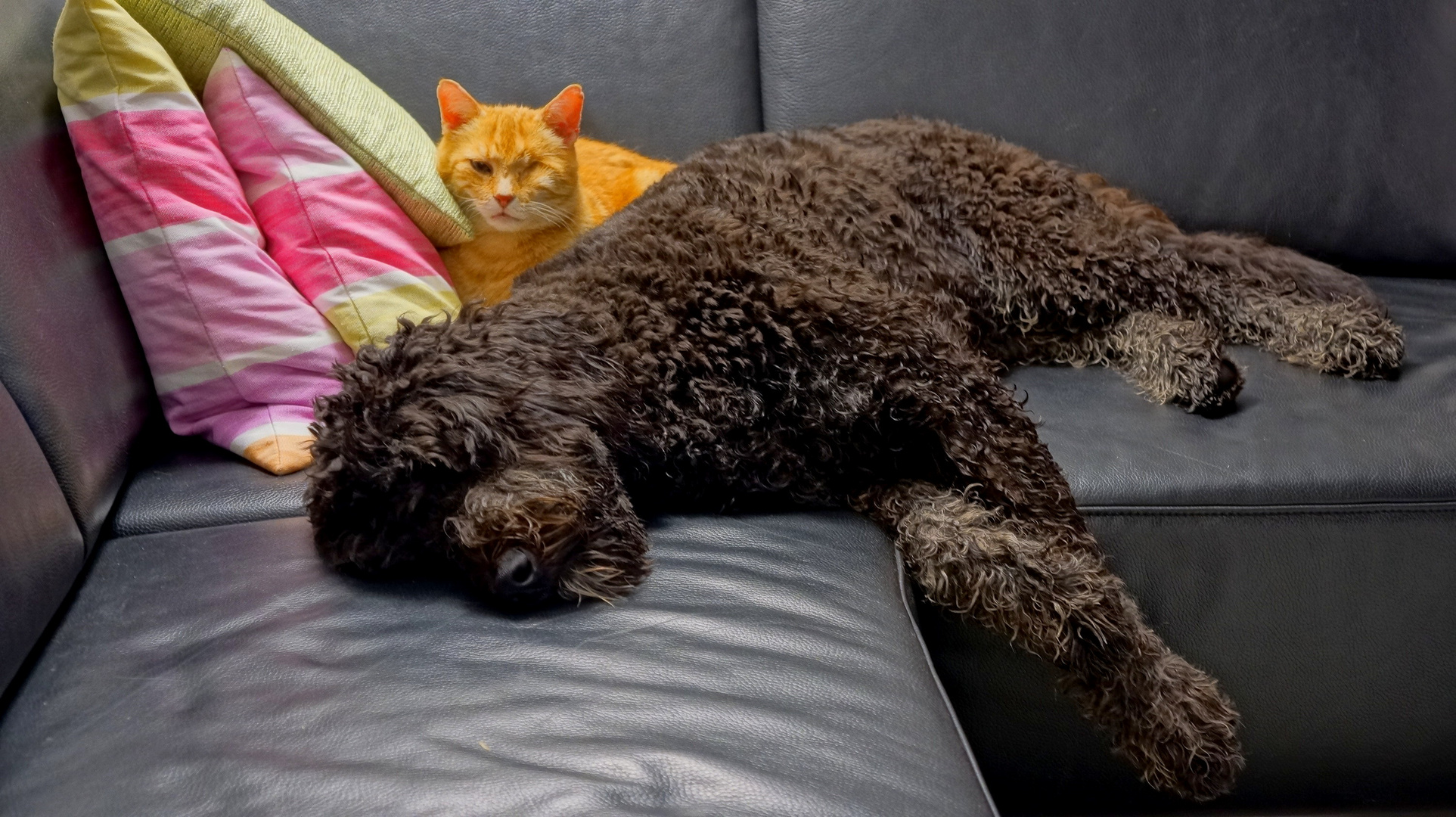 Wicky-Emily und Fuchsie kuscheln auf dem Sofa (Wicky-Emily y Zorrito se acurrucan en el sofá)