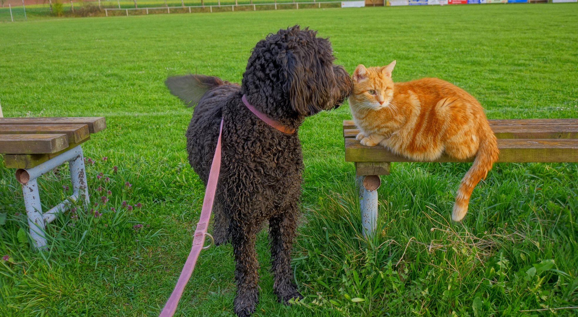 Wicky-Emily und Fuchsie (Wicky-Emily y Zorrito)