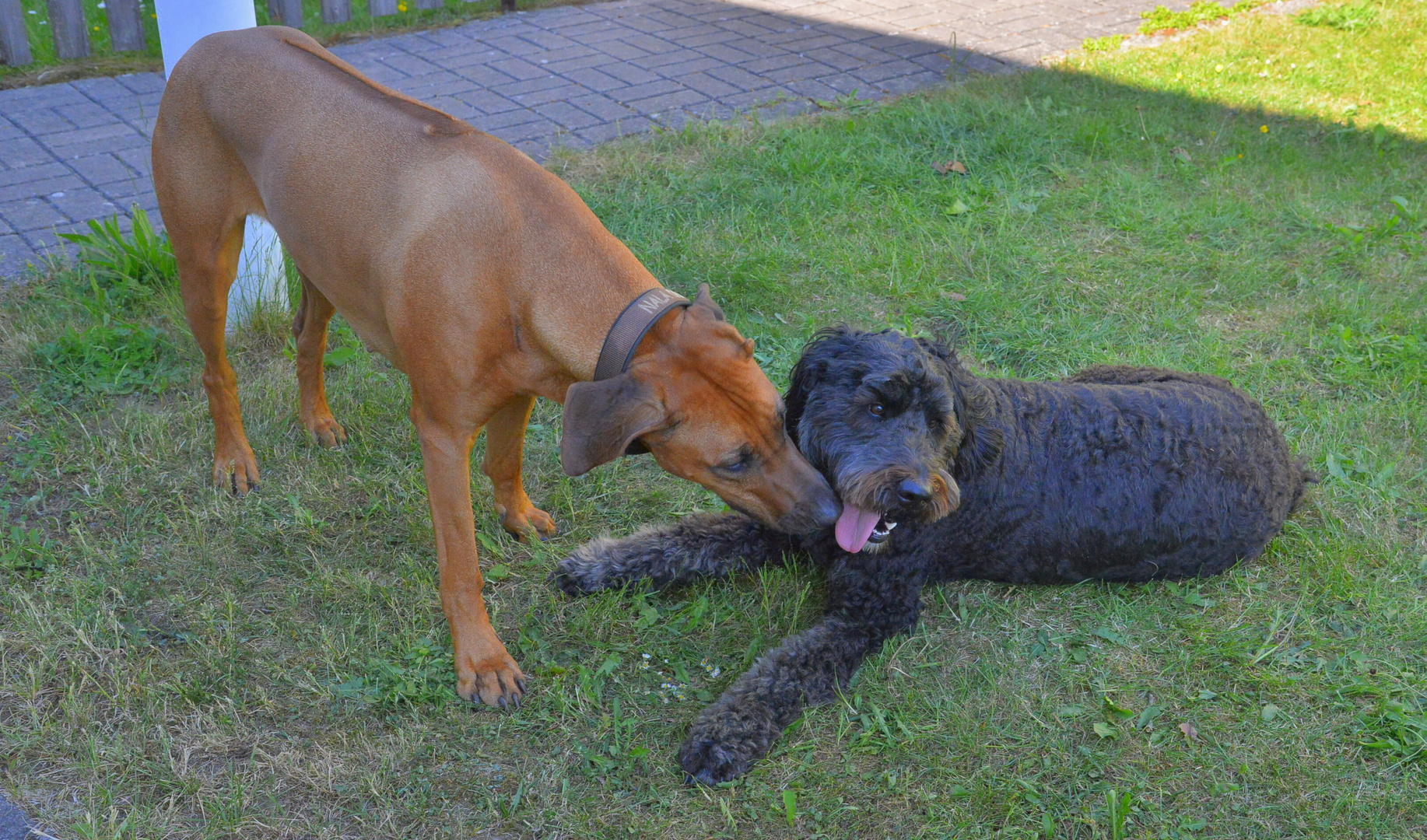 Wicky-Emily und ihre Freundin Nala (Wicky-Emily con su amiga Nala)