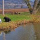 Wicky-Emily und Roña am Ufer des Sees