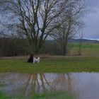 Wicky-Emily und Roña warten auf mich