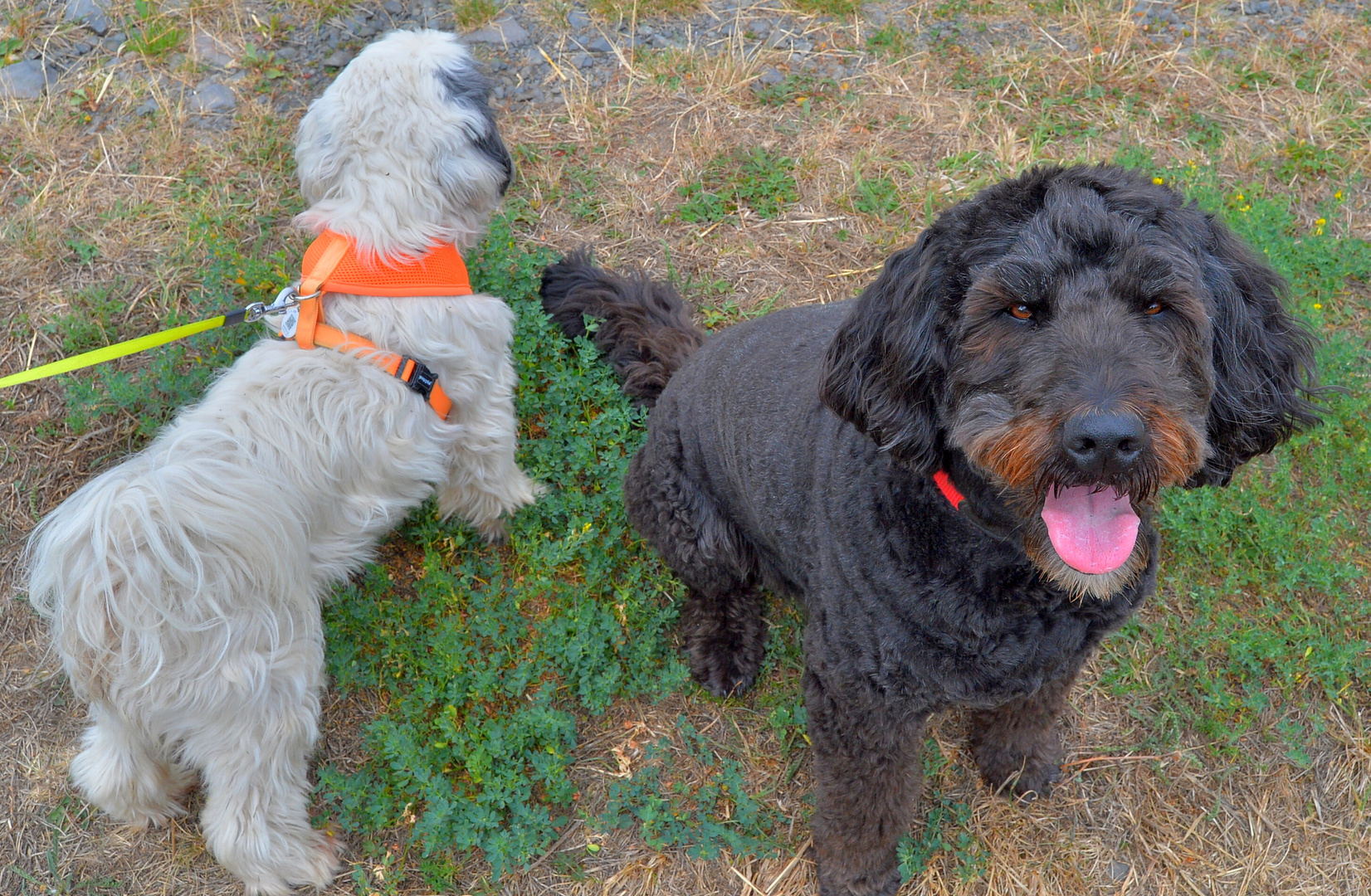 Wicky-Emily und Ronja (Wicky-Emily y Roña, la nueva mascota de mi hija)