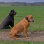 Wicky-Emily und und ihre Freundin Nala (Wicky-Emily y su amiga Nala)