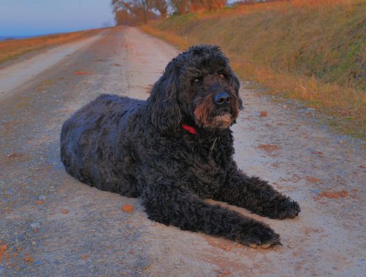 Wicky-Emily, unser Geburtstagsmädchen...