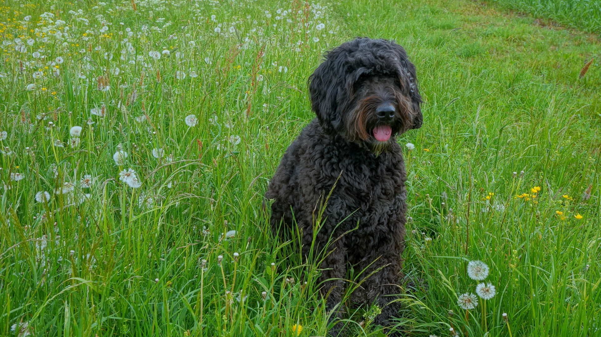 Wicky-Emily vor dem Friseur (Wicky-Emily antes de ir al peluquero)