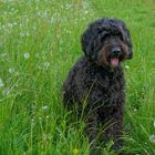 Wicky-Emily vor dem Friseur (Wicky-Emily antes de ir al peluquero)