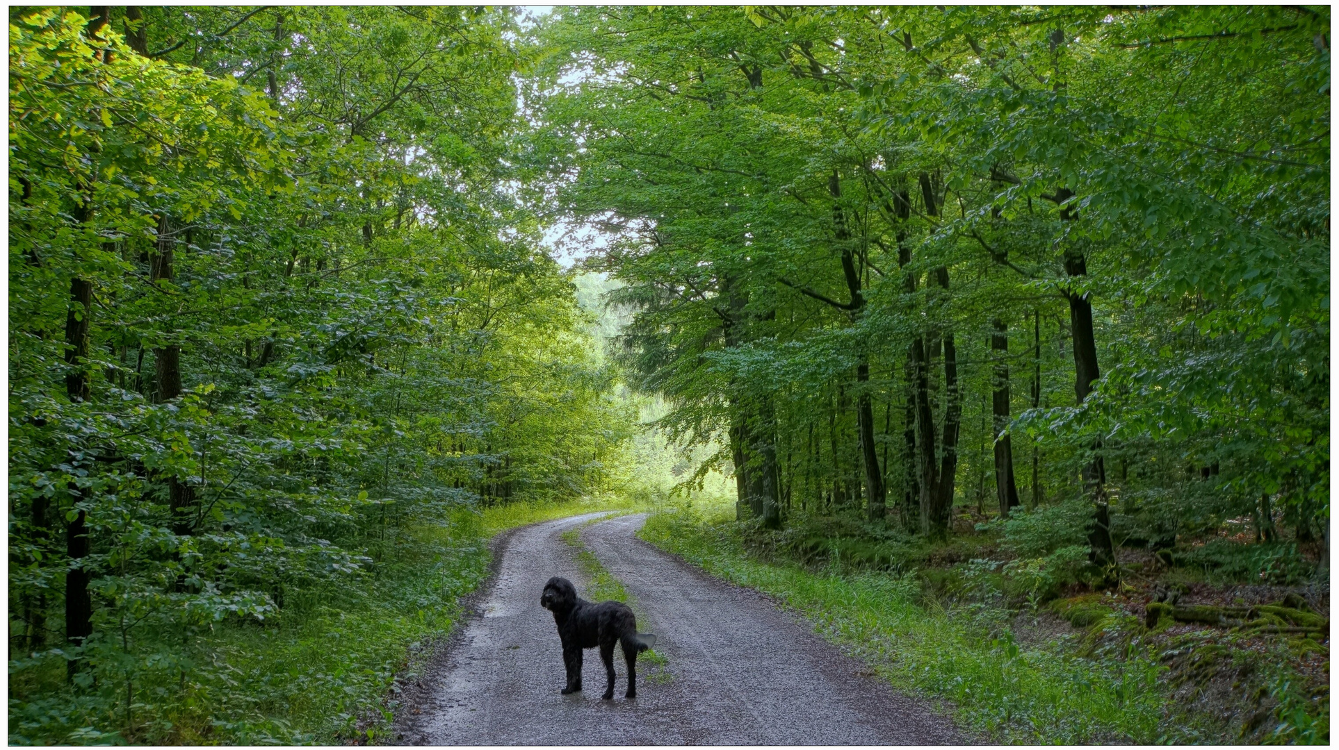 Wicky-Emily y yo cada día estamos corriendo juntos por el bosque, nuestra afición común