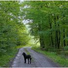 Wicky-Emily y yo cada día estamos corriendo juntos por el bosque, nuestra afición común