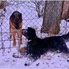 Wicky-Emily zu Besuch beim Nachbarn (Wicky-Emily está de visita en casa del vecino)