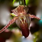 Wid wachsender Orchidee aus Borneo, Sabah