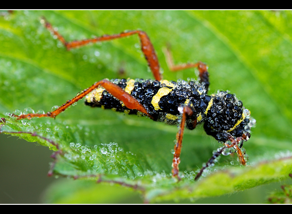 ~~ Widder der Insekten ~~