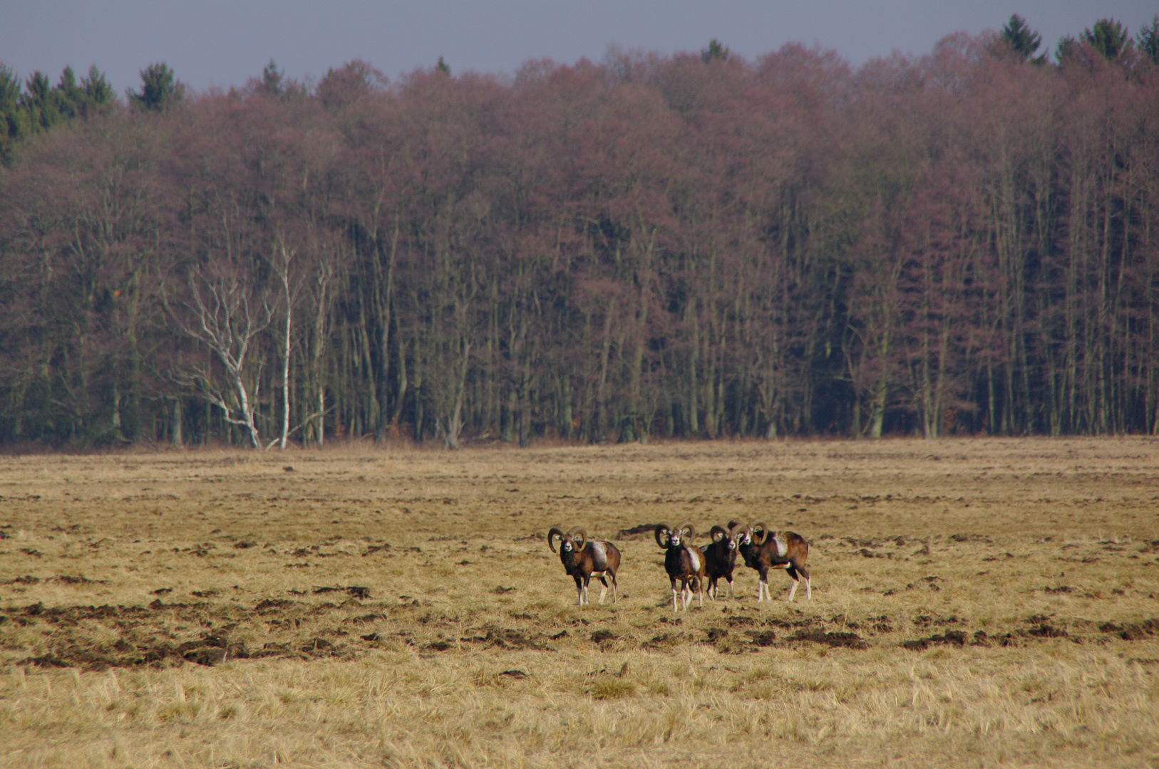 Widder im Naturerbe Ueckermünder Heide