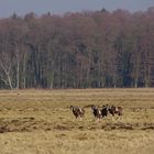 Widder im Naturerbe Ueckermünder Heide