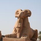 Widder in Ägypten