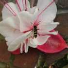 Widderbock auf Fuchsienblüte