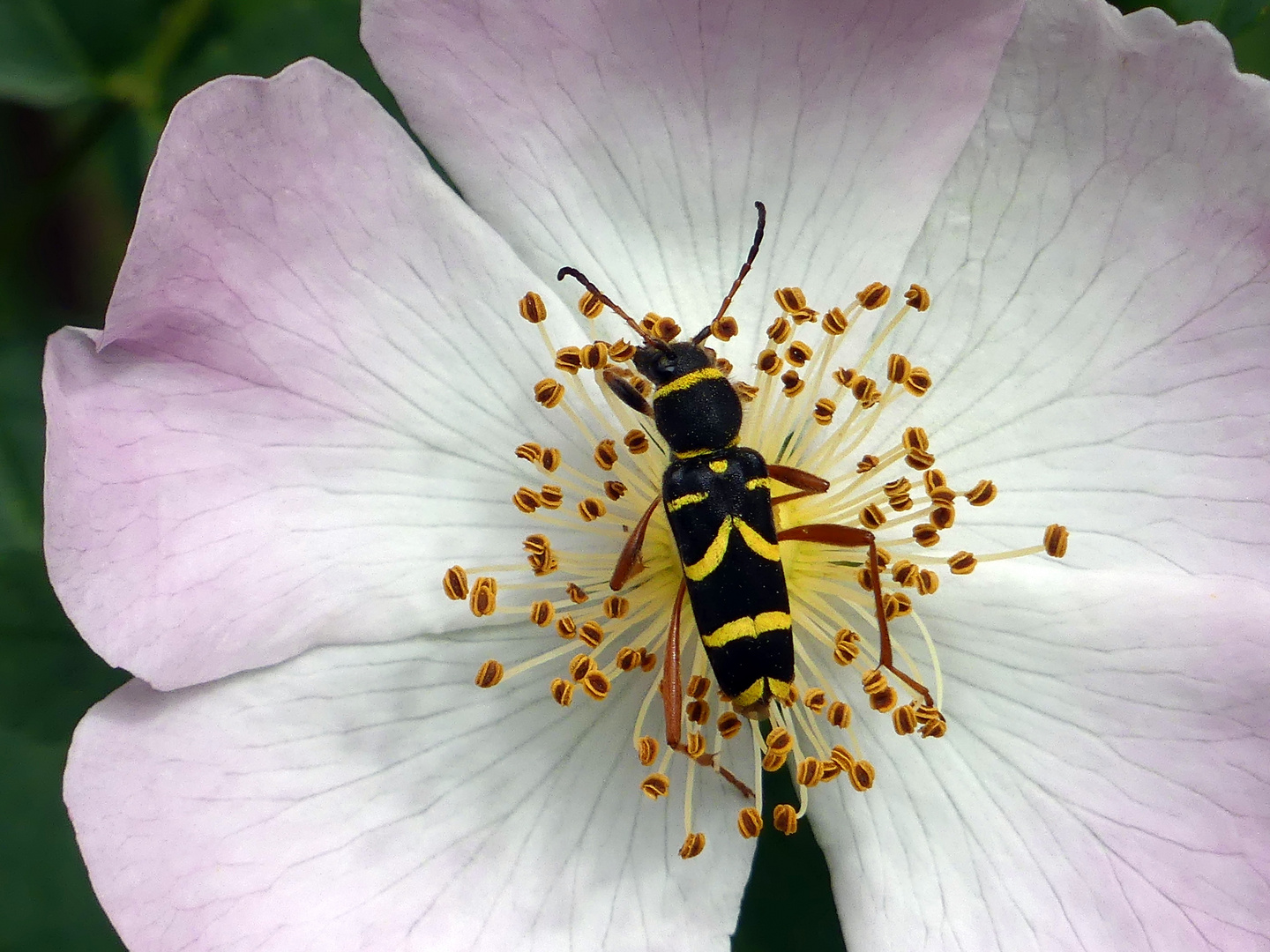  Widderbock auf Heckenrose 