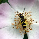  Widderbock auf Heckenrose 