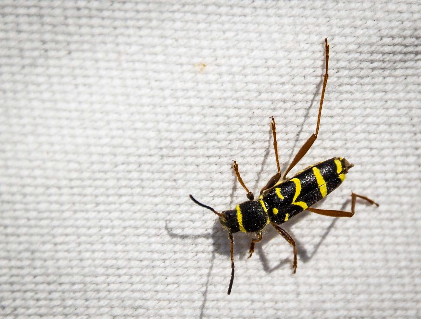 Widderbock (Clytus arietis)