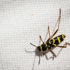 Widderbock (Clytus arietis)