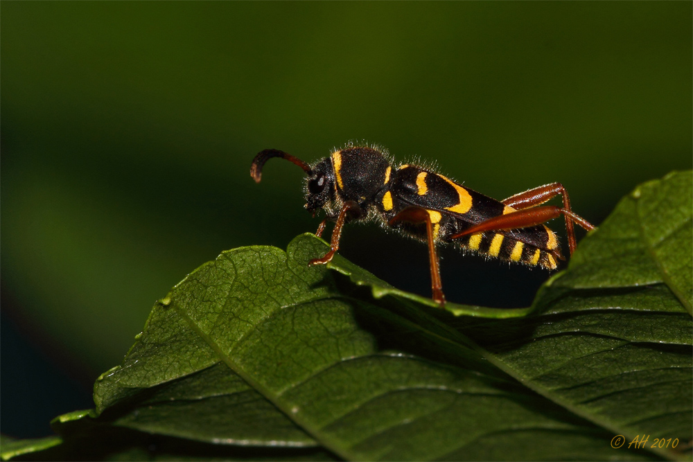 Widderbock (Clytus arietis).