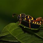 Widderbock (Clytus arietis).