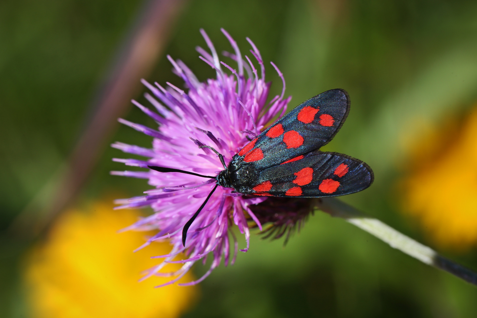 Widderchen (2017_07_17_EOS 6D_4702_ji)