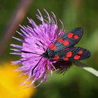 Widderchen (2017_07_17_EOS 6D_4702_ji)