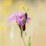 Widderchen an Flockenblume
