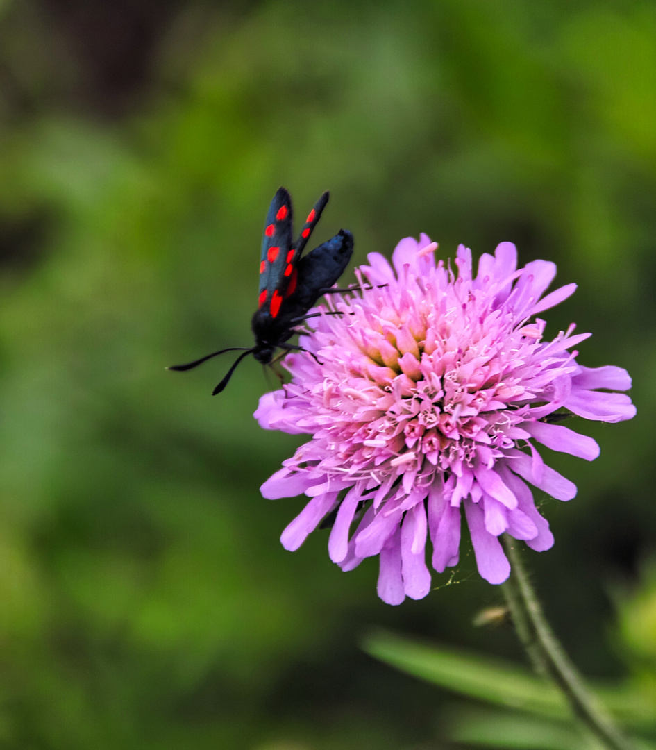 Widderchen an lila Blüte