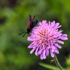 Widderchen an lila Blüte