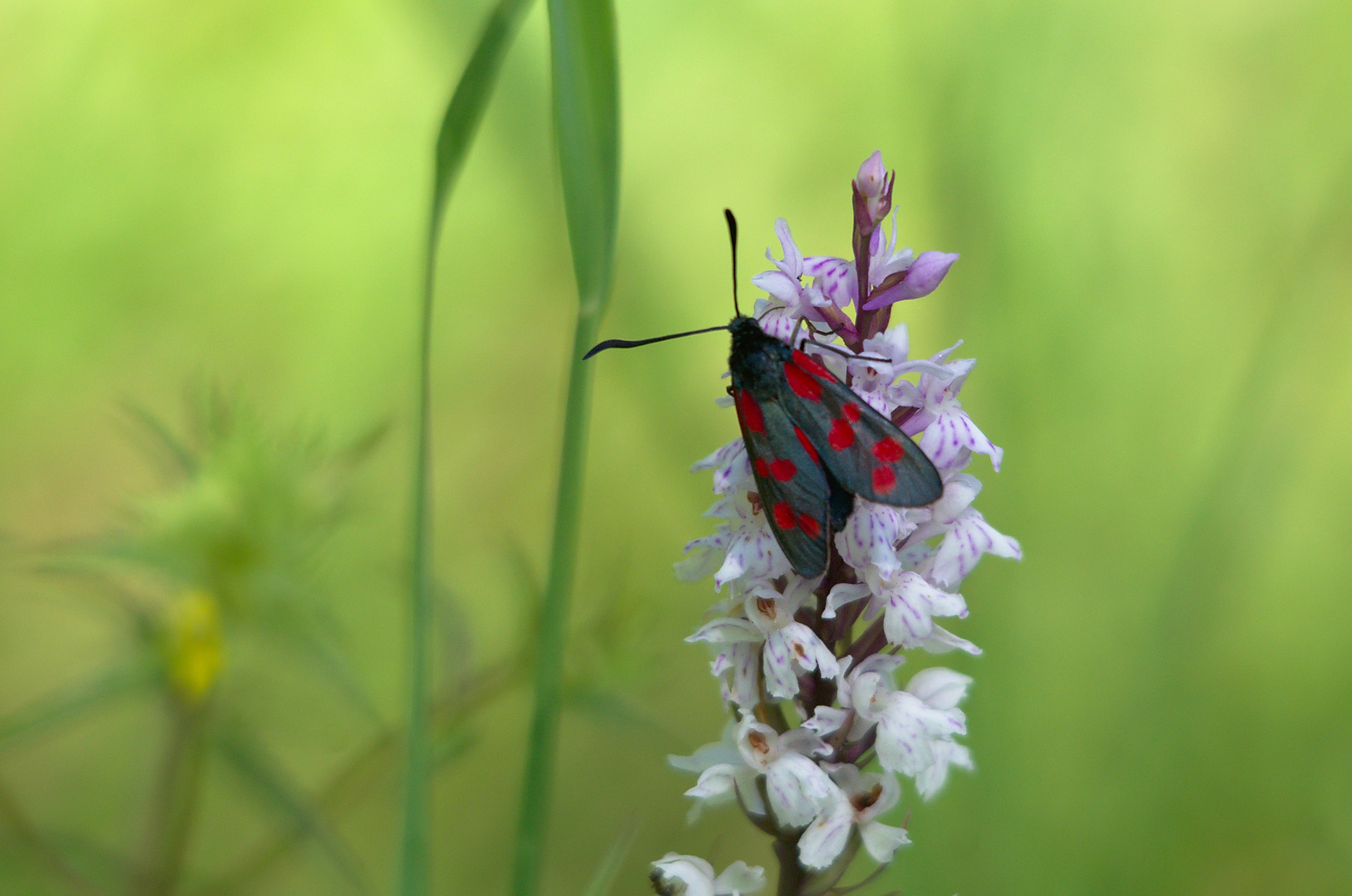 Widderchen an Orchidee