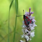 Widderchen an Orchidee