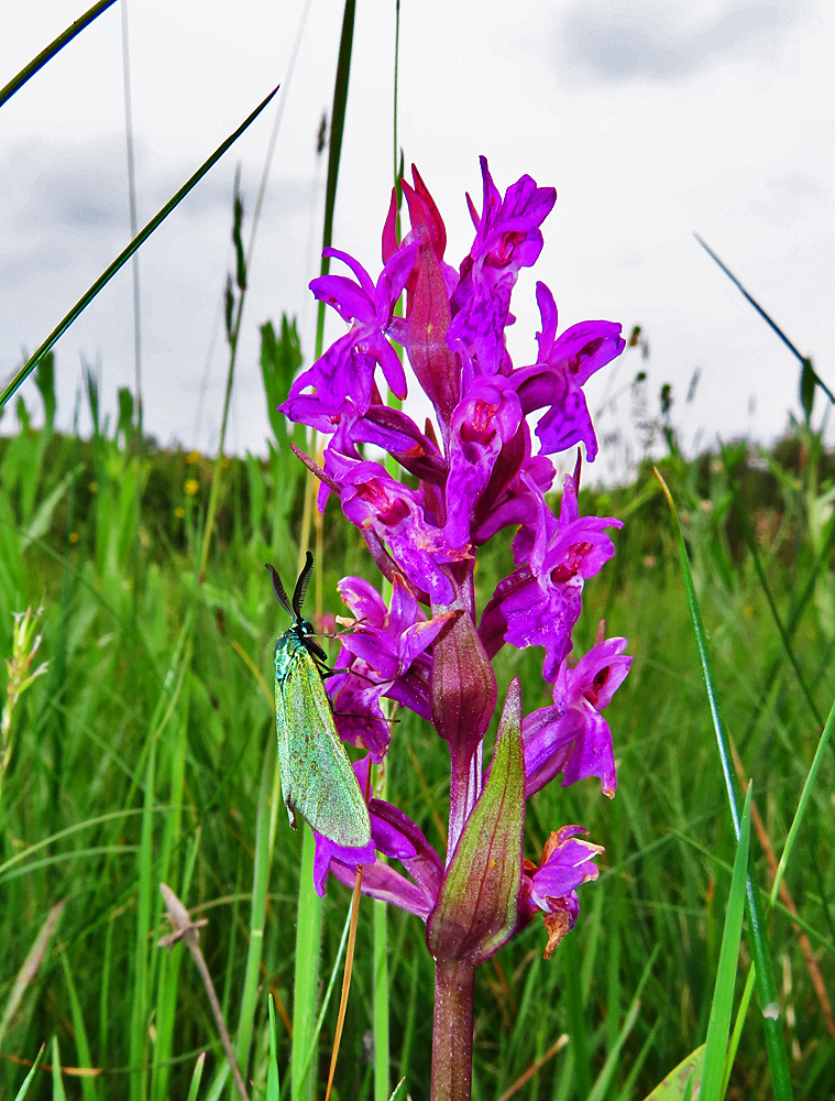 Widderchen an Orchidee