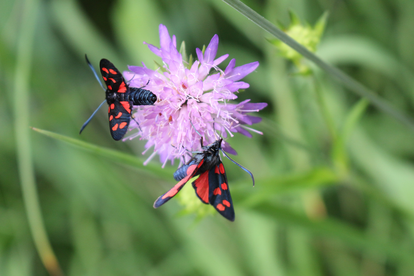 Widderchen auf Blumenbühne