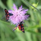 Widderchen auf Blumenbühne