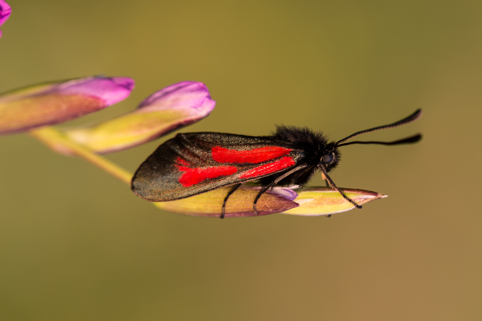 Widderchen auf der Sumpfgladiole