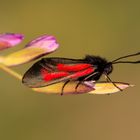 Widderchen auf der Sumpfgladiole