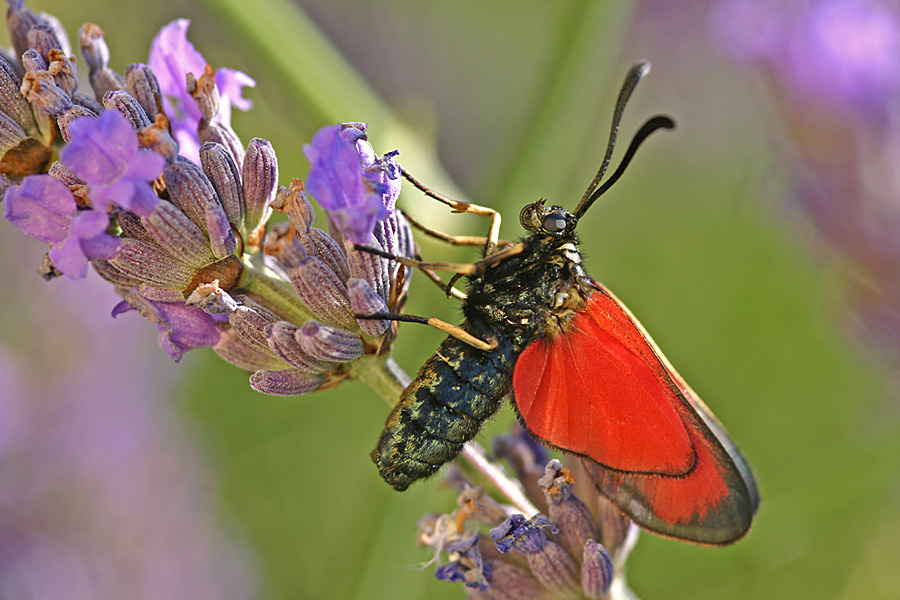 Widderchen auf Lavendel