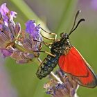 Widderchen auf Lavendel