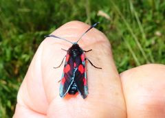 Widderchen auf meiner Hand